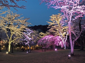 3月中旬～4月上旬は「さくらの里夜桜観賞会」へ