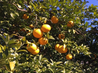 甘夏みかん狩り